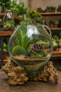 Molten Glass & Wood Terrarium (approx. 12"x10"x10")