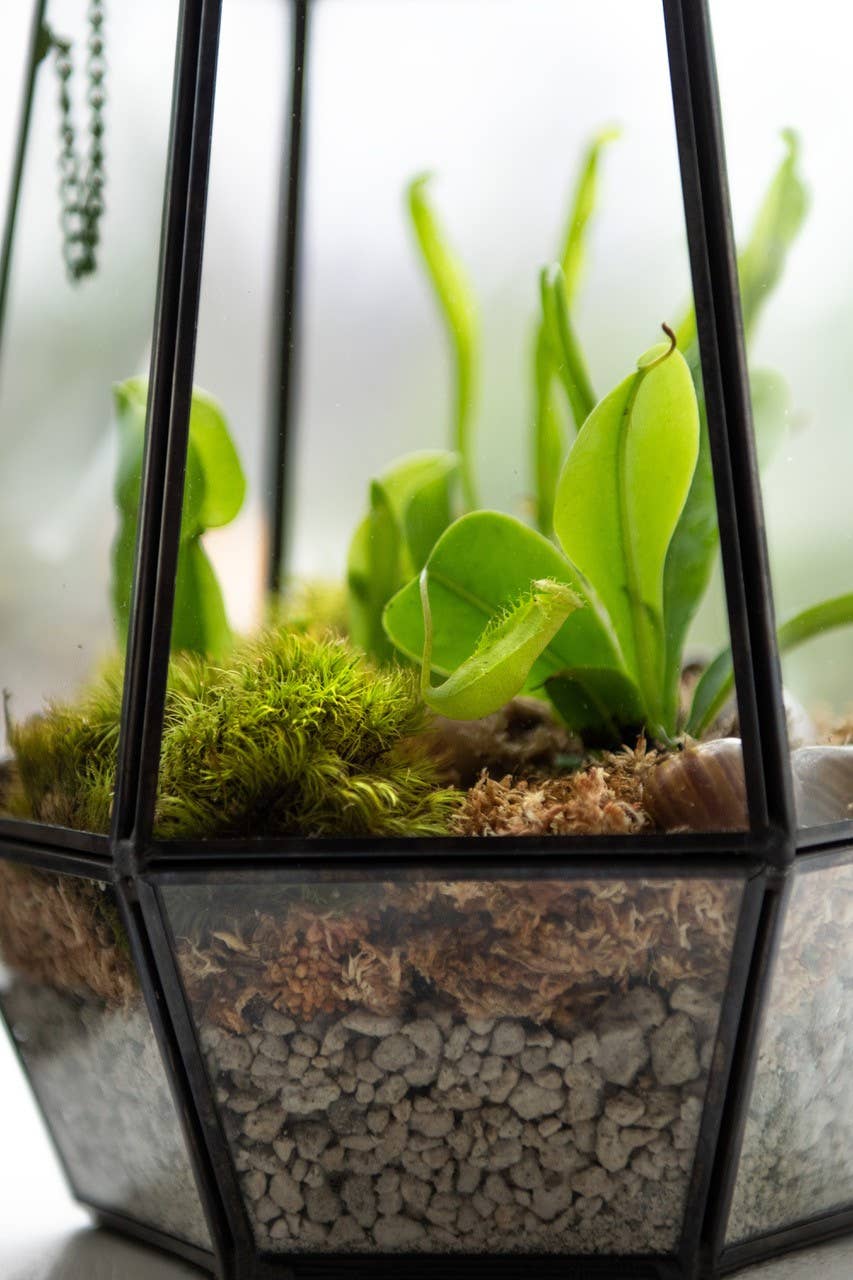 Glass Terrarium