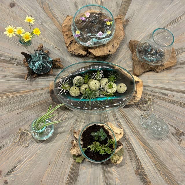 X-Small Glass & Driftwood Terrarium (approx. 10"x 6" x 8"h)