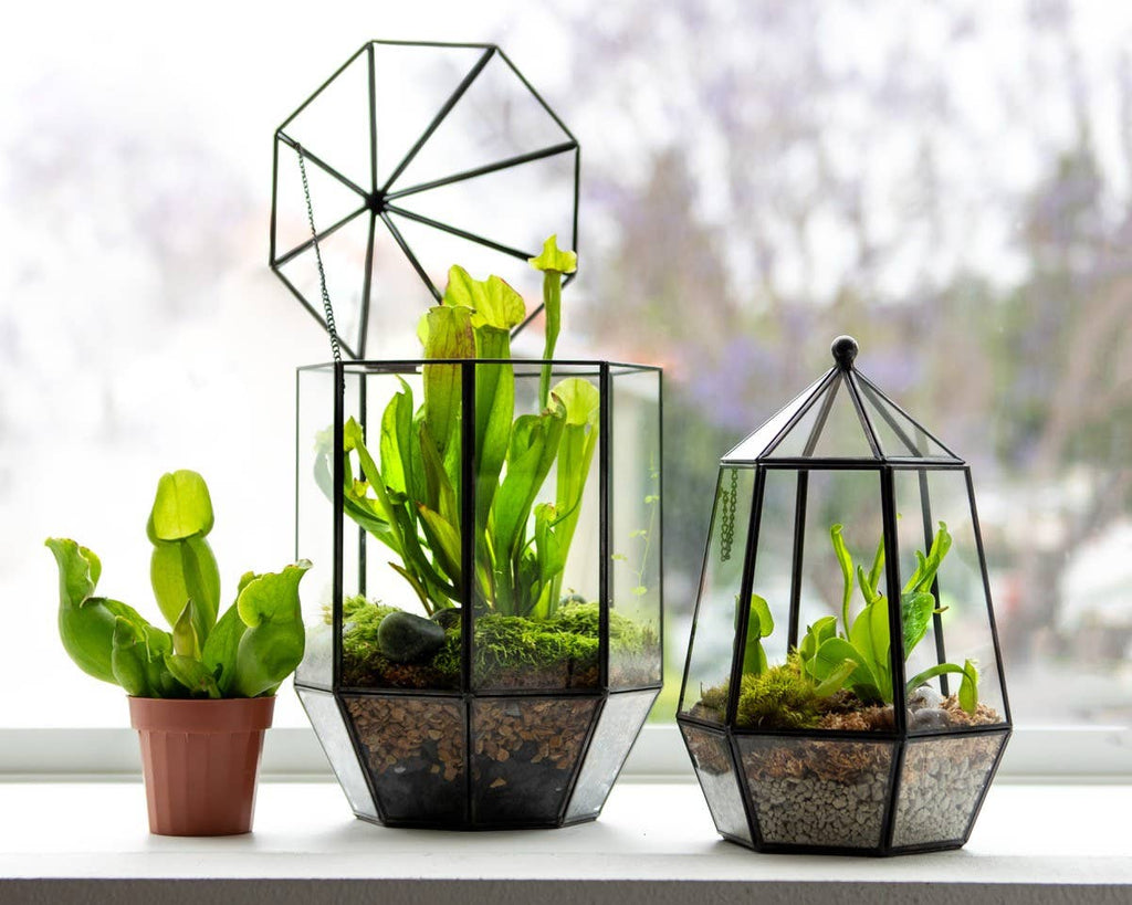 Glass Terrarium