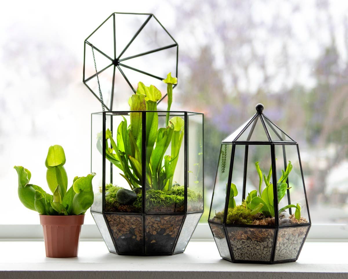 Glass Terrarium