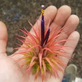 10 pack Tillandsia Ionantha Guatemala air plant 10 pack